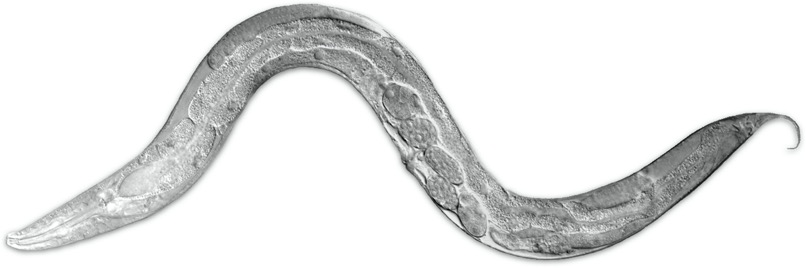 image 2 of c. elegans