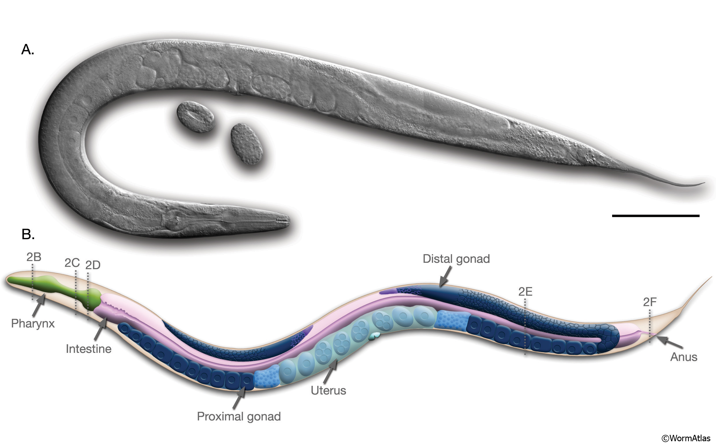 image of c. elegans